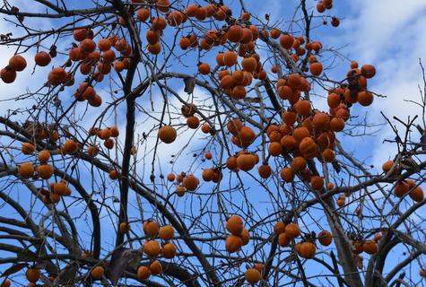     Diospyros kaki
